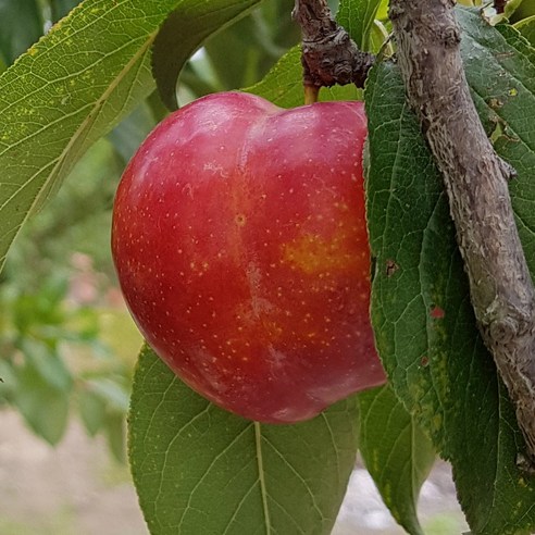 일농 영천 추희자두 2kg, 1개