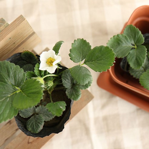 갑조네 딸기모종으로 당신의 일상에 달콤한 행복을 더하세요.