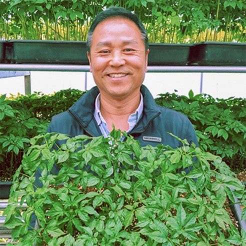 다울농장 미니 50뿌리 새싹삼 1개 인삼뿌리