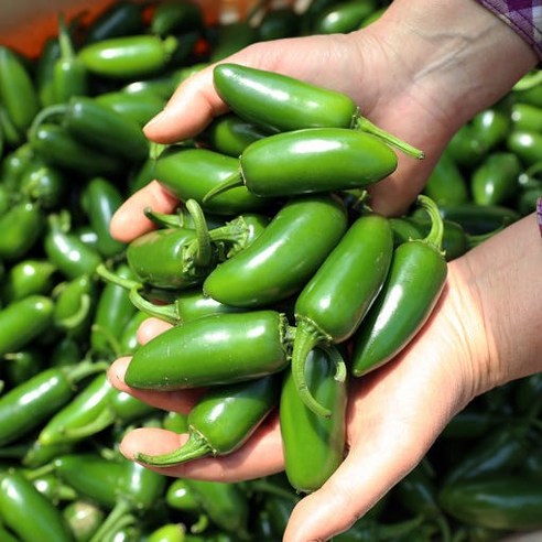 농가의 정성, 매콤한 즐거움: 농가직송 할라피뇨 퍼팩트고추 1kg 할라피뇨고추