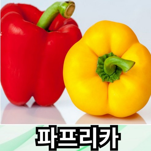 [100%국내산] 파프리카 1kg 2kg 5kg 빨간파프리카 노란파프리카 비타민 A 생 파프리카 빨강 노랑 아삭하고 싱싱한 웰빙푸드, 1개, 노란파프리카2kg