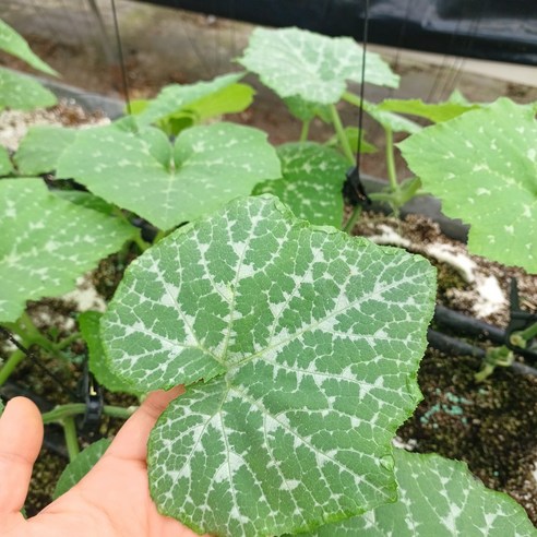 레브 당일수확 산지직송 GAP 인증 국내산 제철 생 호박잎 조선호박잎 호박잎쌈 쌈밥, 1박스, 500g