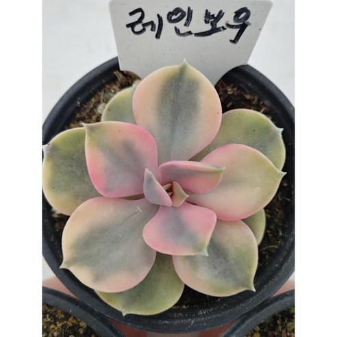 골드씨드 희귀 다육이 레인보우금 중품 다육이 수량이 많지 않은 희귀다육이 - 다육식물 | 쿠팡