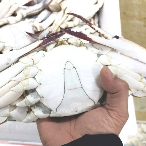연평도꽃게 제철 활 암꽃게찜 냉동 절단 숫꽃게 3미, 1개