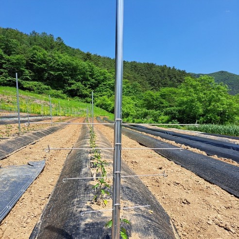 주말농장 지지대 고추 작물 지주대