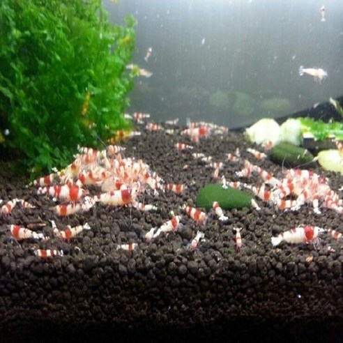 새우 CRS(크리스탈 레드 쉬림프) – 수족관의 보석 crs새우