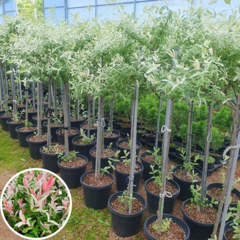 봄을 수놓는 분홍빛 향연, 플라밍고셀릭스와 함께하는 특별한 일상 플라밍고셀릭스