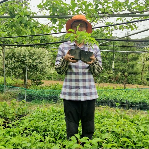 텃밭에 나만의 작은 숲을! 토종다래 묘목 심고 즐기는 특별한 행복 다래묘목
