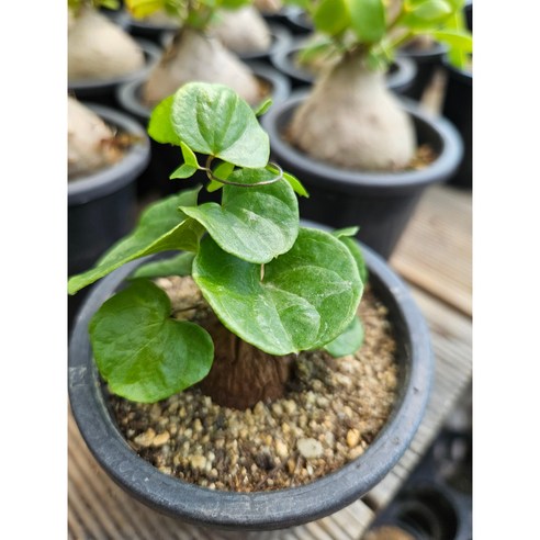 완벽한 보호는 아니지만, 안심 육아를 위한 보조 육아템, 팅커벨 구갑룡