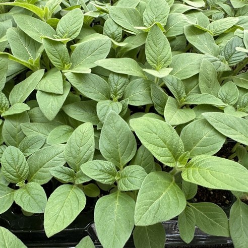 튼튼한 모종 하나로 텃밭 참깨 농사, 이제 걱정 끝!