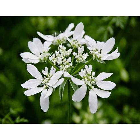 오를라야 씨앗으로 텅 빈 베란다를 나만의 정원으로!