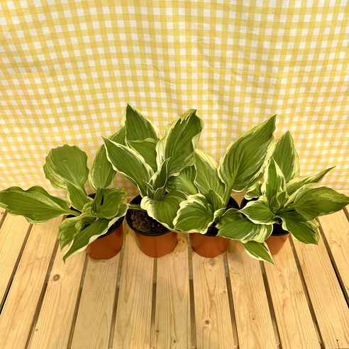 무늬비비추 하나로 삭막한 공간을 생기 넘치는 나만의 정원으로!