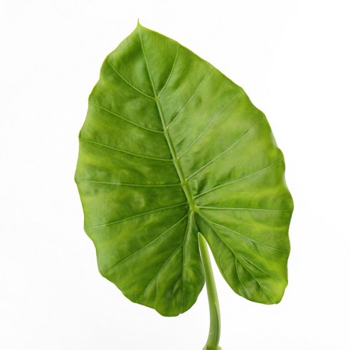 싱그러운 알로카시아, 당신의 공간에 생기와 건강을 더하다