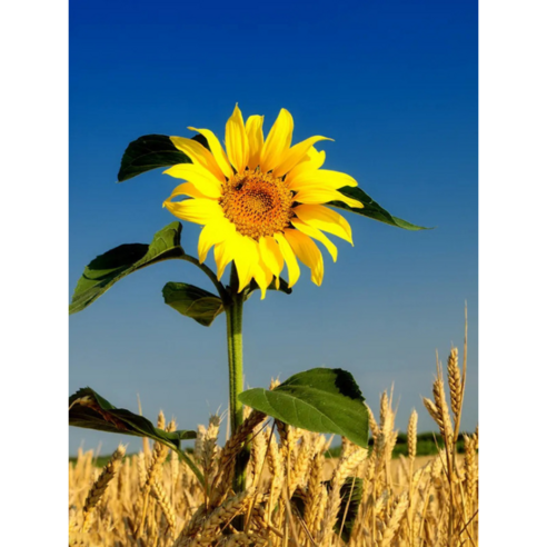 캔버스형 해바라기 보석십자수 DIY 키트 40 x 50 cm, 짚 속의 해바라기