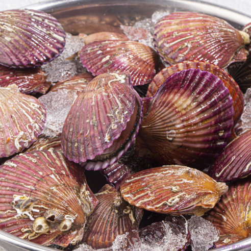 산지에서 직접 온 통영 홍가리비의 풍부한 맛과 영양소를 즐기세요.