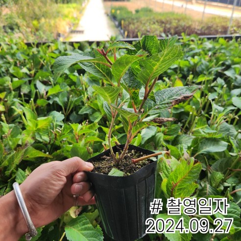 정원에 연속적인 아름다움을 더하는 엔들레스썸머 수국