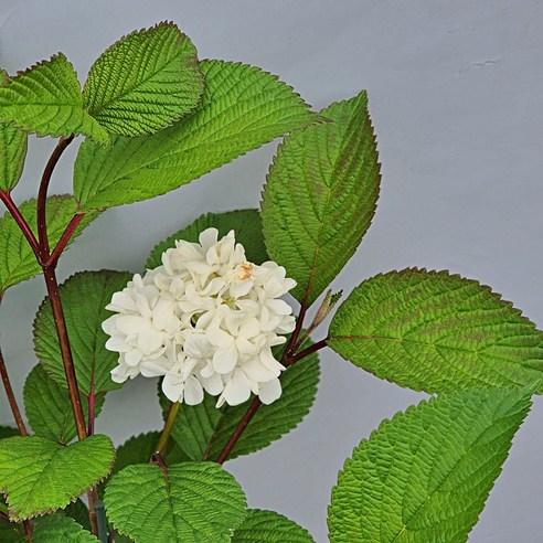 똥손도 금손 만드는 마법, 설구화 묘목 키우기