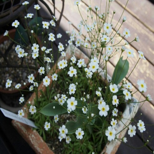 애기봄맞이 씨앗으로 삭막한 일상에 유럽 감성을 더하세요