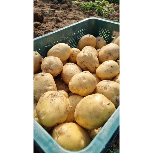 강원도 여름 두백 분감자 포슬한 햇감자, 두백 왕왕 (개당 약 250g 이상), 1개, 10kg 감자두백 10 국산 두백 감자 포슬포슬 카스테라 분감자 특대 2kg 5kg, 1개