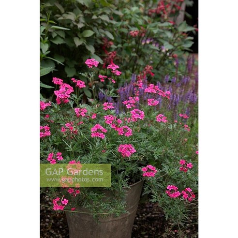 핑크빛 정원을 내 손안에! 파라솔버베나로 매일매일 꽃길만 걸으세요