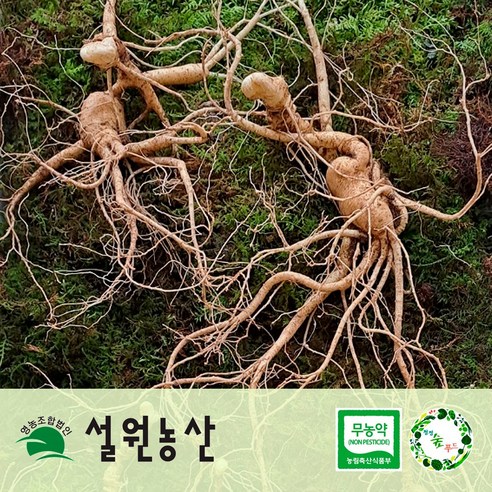 [농업진흥원 합격증] 강원 산양삼 산양산삼 장뇌삼 직파 씨삼, 12년 특 2뿌리, 포장(스티로폼), 1개
