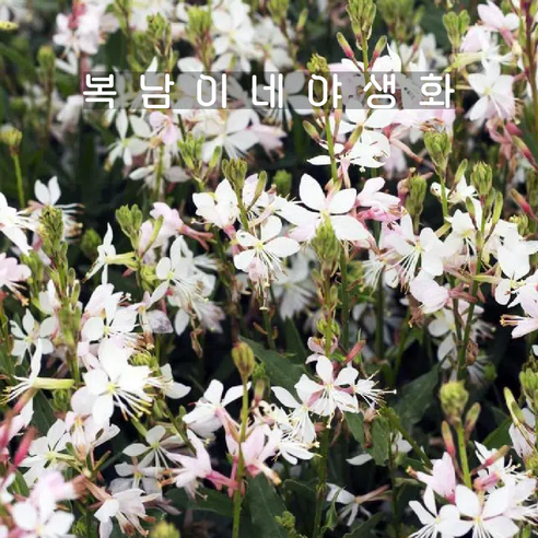 왜성 백접초 [4포트 복남이네야생화 모종 나비바늘꽃 가우라 gaura], 4개