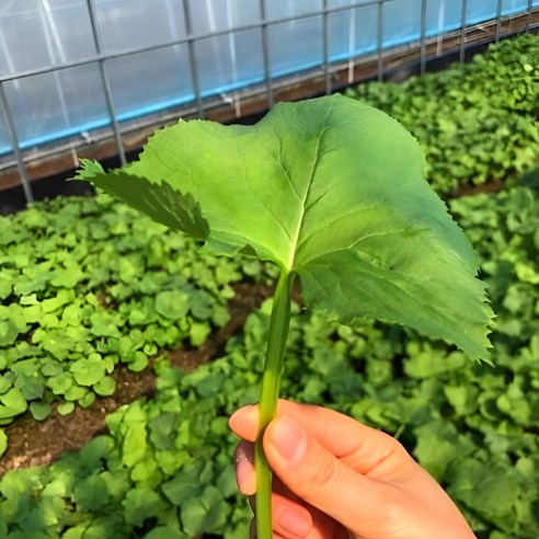 최고급 강원 양양산 무농약 곤달비, 곰달비, 곰취 당일 수확 500G, 1KG, 1개 엄나무순