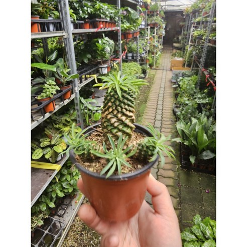 괴마옥 하나로 삶에 초록빛 행복을 더하세요.