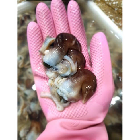 신선도와 품질이 보장된 여수 새조개