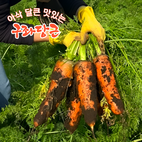 [자체농장직송] 화산흙에서 자란 제주당근 구좌당근 흙당근 햇당근, 1박스, 2kg(중)