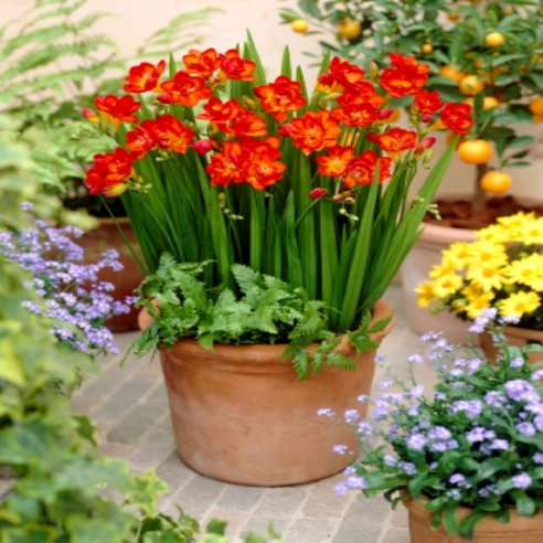 향긋한 프리지아, 당신의 일상에 행복을 더하세요