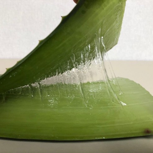 거제의 자연을 담은 알로에