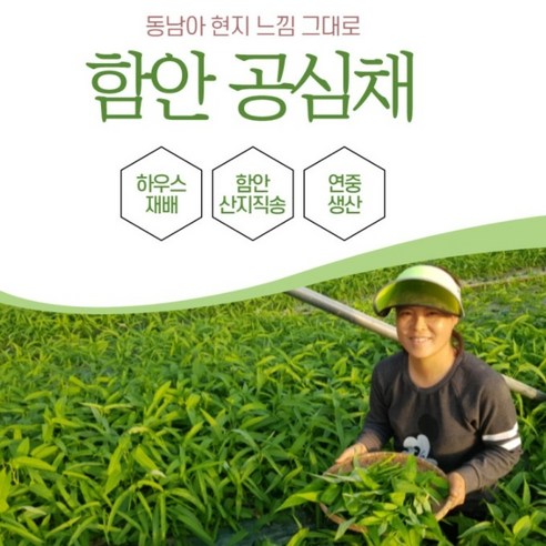 함안 공심채: 영양가 풍부한 아열대 채소