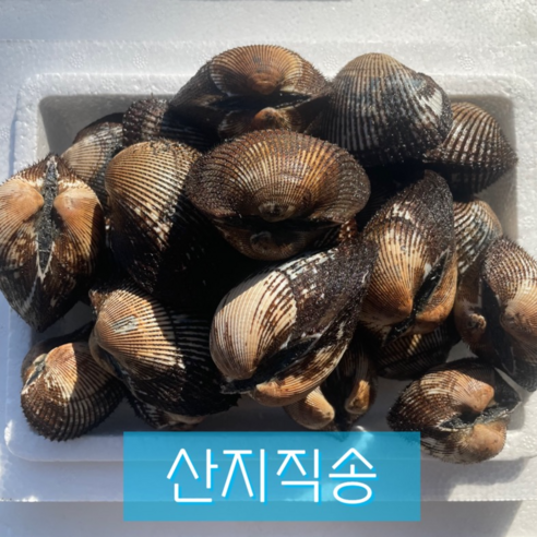 겨울 밥상의 주인공, 싱싱하고 알이 꽉찬 피꼬막으로 미식 경험을 완성하세요! 피꼬막