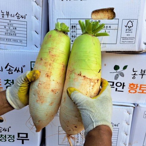 채소애 무 5kg, 1개 초절임무 채소애 무 5kg, 1개 초절임무