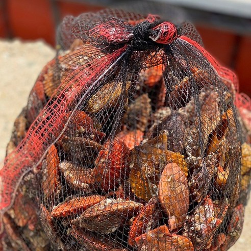 육질이 통통하고 쫄깃한 제철 통영 비단가리비 1kg 2kg, 1개