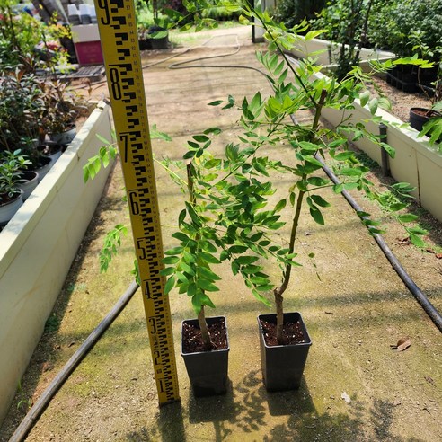 황금회화 묘목으로 일상에 싱그러운 활력을 더하세요!