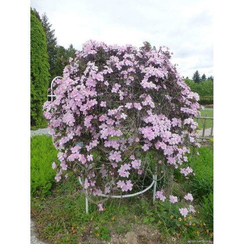 핑크빛 설렘 한가득, 클레마티스 몬타나핑크로 집안에 생기를 더하세요!