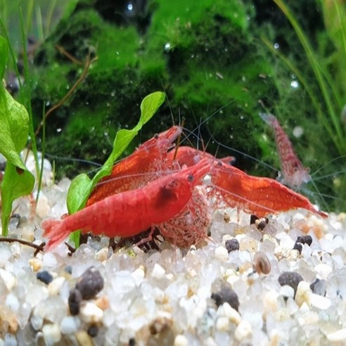 빨간 체리새우: 어항에 생기를 더하는 매력적인 청소 요정