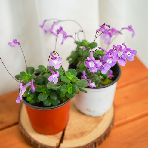 삭막한 일상에 보랏빛 힐링을! 갑조네 삭소롬 꽃모종 솔직 후기 삭소롬