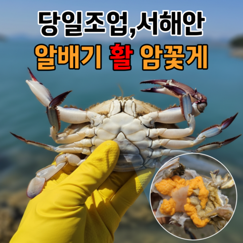 [서해안 당일조업] 국내산 생물 암꽃게