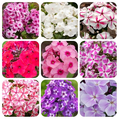 삭막한 베란다에 생기를! 플록스 3종 세트로 만드는 나만의 작은 정원 플록스