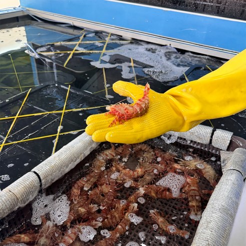 울릉도 앞바다의 싱싱함을 그대로, 독도새우의 황홀경을 경험하세요.