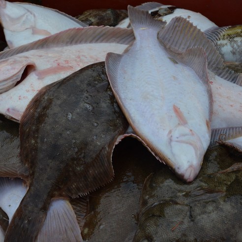 봄 내음 가득한 통영 자연산 도다리 쑥국으로 잃어버린 입맛과 활력을 되찾으세요.