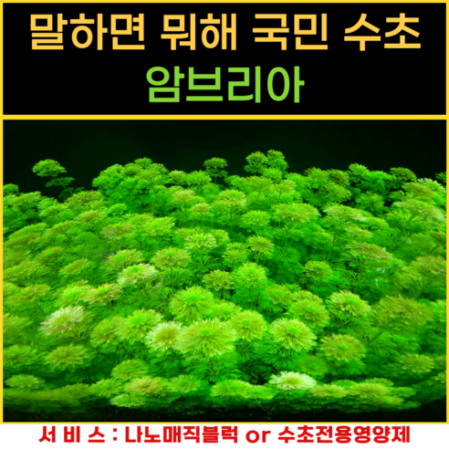 청정수초로 만드는 생명 가득한 수조