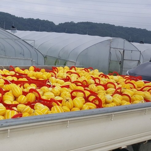 성주 당도선별 꿀참외 산지직송 가성비 못생겼지만 맛있는 참외 흠과, 흠집과, 2개, 10kg