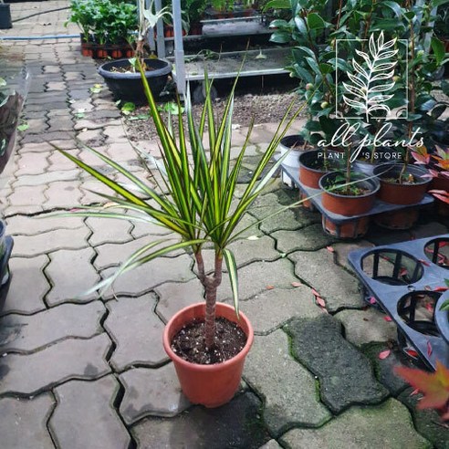 14900 옐로우마지나타 중품 40~60cm, 1개