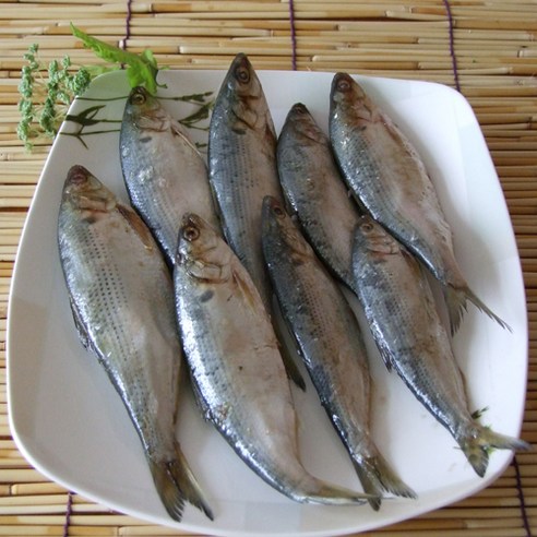 자연산 생물전어 1kg, 1개