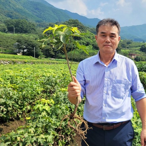 마당 없는 집에서도 숲을? 엄나무 묘목 심어 건강 지키는 법 민엄나무묘목