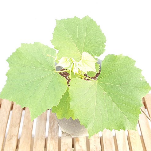 캠벨 캠프벨 유자나무 화분 묘목, 1개 캠벨포도